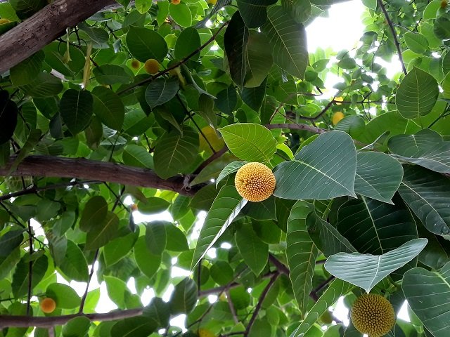 Kadamba Tree or Neolmarckia cadamba