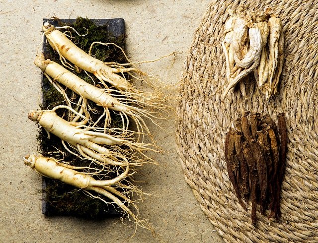 Panax ginseng