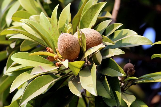 Sapodilla fruit