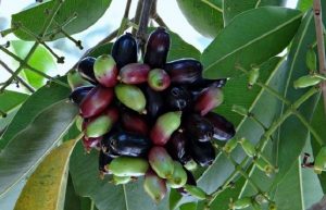 jamun or java plum