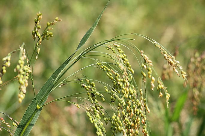 Proso millet plant