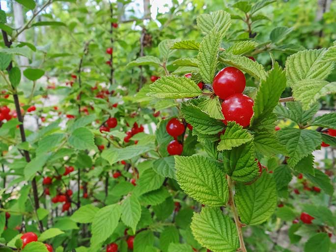 Nanking cherry plants