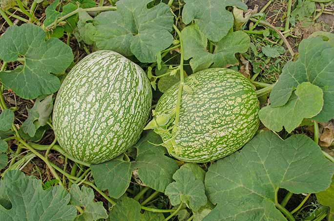 Fig leaf gourd or Chilacayote